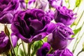 Bright purple eustoma flower isolated on white background.