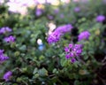 Bright purple flower garden with blurry, bokeh lights texture abstract background Royalty Free Stock Photo