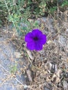 Bright purple flower