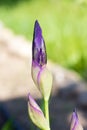 A bright purple flower, iris