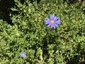 Bright purple flower with yellow inside