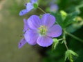 Bright Purple flowering plant