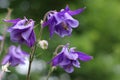 Bright purple flowers of Aquilegia vulgaris Royalty Free Stock Photo