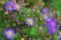 Bright purple flowers blooming in Christchurch Botanic Gardens