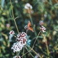 Bright purple flowers flowers and a butterfly. Bright colors of summer, meadow in sunny day. Picturesque colorful Royalty Free Stock Photo