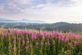 Bright purple flowers chamaenerion in sunlight on the background of mountain ranges. Ukraine, Carpathians Royalty Free Stock Photo