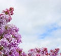 Bright purple flowers of decorative lilac. Large clusters of blooming lilacs. Ready frame for design.