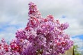 Bright purple flowers of decorative lilac. Large clusters of blooming lilacs.