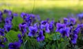 bright purple flowers, fresh