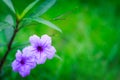 Bright purple flowers On a green background Royalty Free Stock Photo