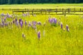 Bright purple flowers among lush summer grass in meadow