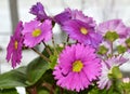 Bright purple flowers of primula on light white background.