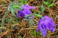 Bright purple flowers of Pulsatilla or pasqueflower on background of grass after rain Royalty Free Stock Photo