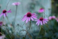 Bright purple flowers in a street flowerbed on a sunny day. Natural picturesque colorful background