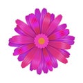 Bright purple gerbera flower on white