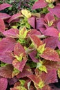 Bright purple and green leaves on healthy coleus plants in summertime garden Royalty Free Stock Photo