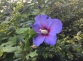 A bright purple hollyhock flower among the green leaves of a bush