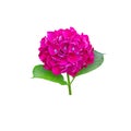 Bright purple hydrangea macrophylla or hortensia flower head closeup isolated on white. Transparent png additional format Royalty Free Stock Photo