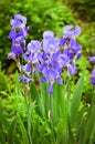 Bright Purple Iris bush on a green lawn Royalty Free Stock Photo