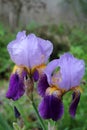 Bright purple iris flowers in full bloom adorn section of summer garden Royalty Free Stock Photo