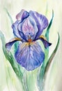 bright purple iris Royalty Free Stock Photo