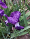 Bright purple iris in raindrops on a spring flower bed Royalty Free Stock Photo