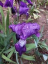 Bright purple iris in raindrops on a spring flower bed Royalty Free Stock Photo