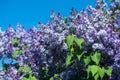 Bright purple lilacs. Royalty Free Stock Photo