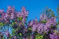 Bright purple lilacs. Royalty Free Stock Photo
