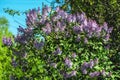 Bright purple lilacs. Royalty Free Stock Photo