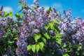 Bright purple lilacs. Royalty Free Stock Photo