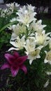 purple lily among a scattering of beautiful white lilies in a flower garden