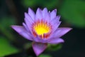 Bright purple lotus flower on fish pond