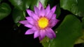 Bright purple lotus flower With water droplets after the rain Royalty Free Stock Photo