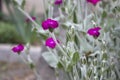 Bright purple Lychnis flowers with soft green and gray velvet leaves. Summer floral landscape.