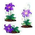 Bright purple magic flowers grows in ground Royalty Free Stock Photo