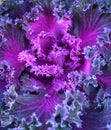 Bright purple ornamental kale.