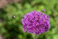 Bright purple ornamental onion flower being approached by a flying bumble bee