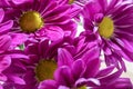 Bright purple Painted daisy flowers cheerful colorful
