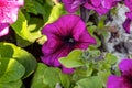 Bright purple petunia flowers with green leaves blossom in the garden in spring and summer season. Royalty Free Stock Photo