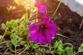 Bright purple petunia flowers with green leaves blossom in the garden in spring and summer season. Royalty Free Stock Photo