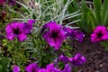Bright purple petunia flowers with green leaves blossom in the garden in spring and summer season. Royalty Free Stock Photo
