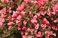 Top Weigela bush with dark leaves with pink blossoms.