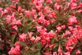 Weigela bush with dark leaves with pink blossoms.