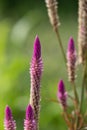Bright purple Boroco plant