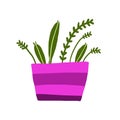 Bright purple pot with supersimplified plants