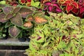 Bright purple,red and green leaves in variety of coleus plants in pretty garden Royalty Free Stock Photo