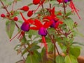 Bright purple and red fuschia flower in the garden Royalty Free Stock Photo