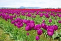 Huge field of colorful blooming tulips horizontal nature background Royalty Free Stock Photo