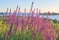 Bright purple sage flower bush Royalty Free Stock Photo